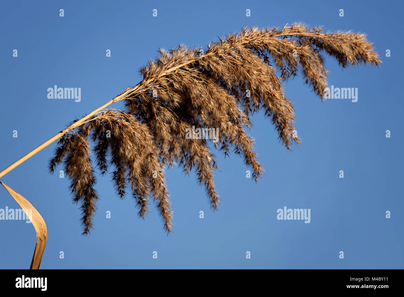 Reed in backlight hi-res stock photography and images - Alamy