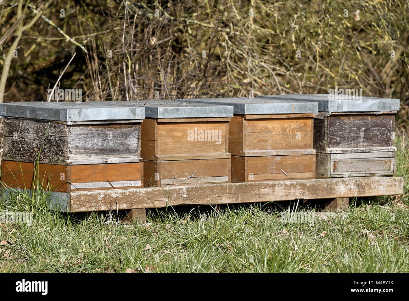 beekeeping Stock Photo