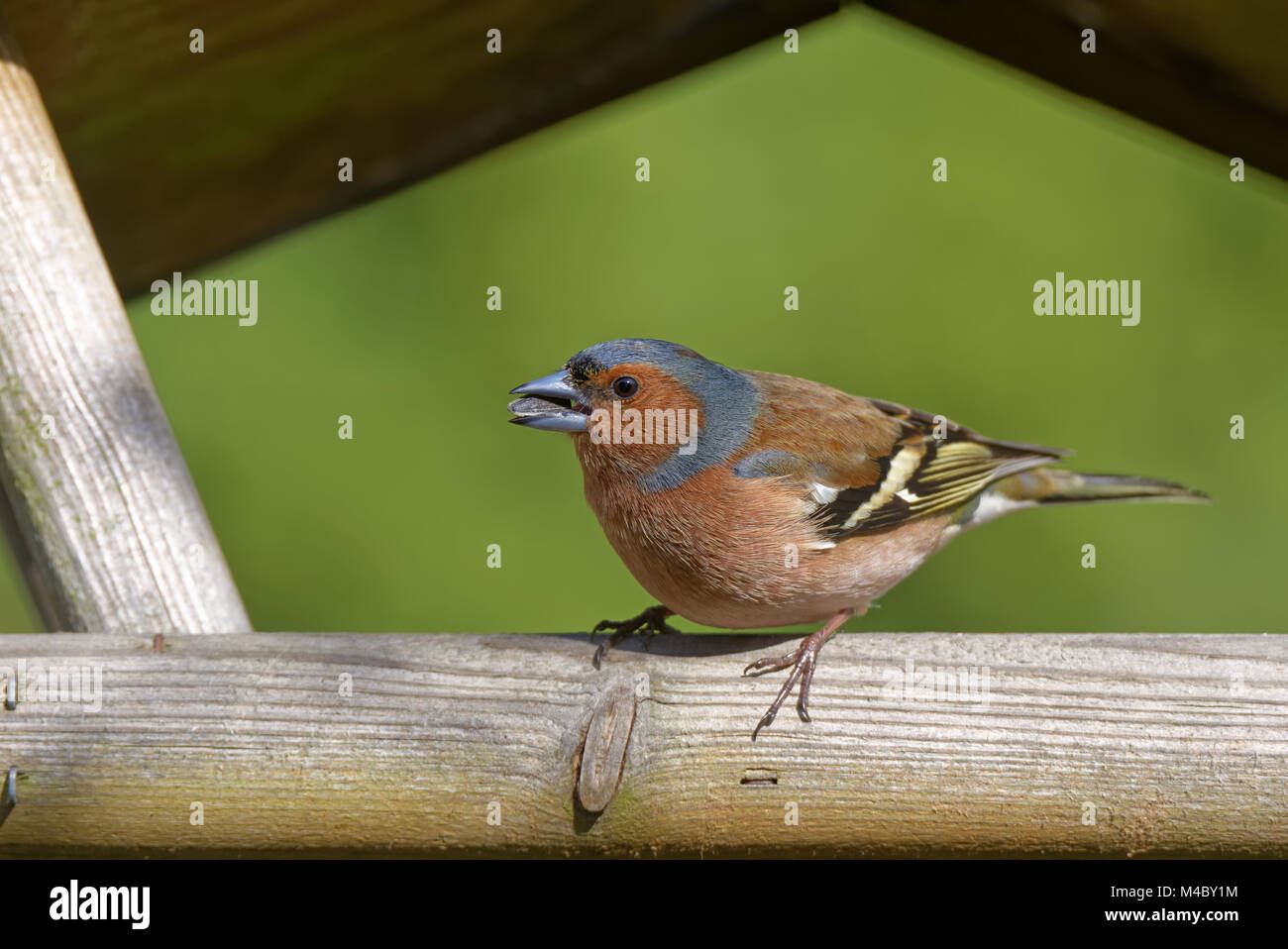 chaffinch in the bird house Stock Photo