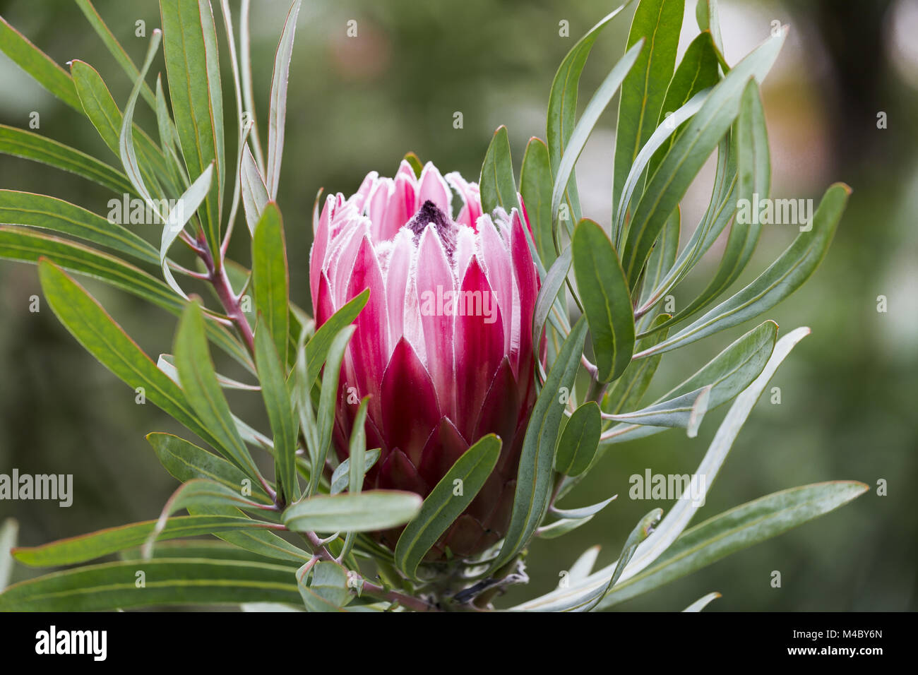 Limestone sugarbush, Protea obtusifolia, South Africa Stock Photo