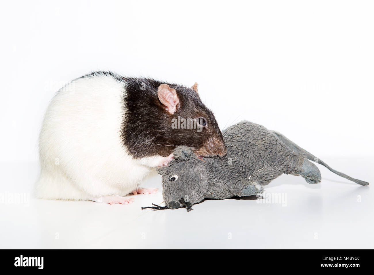 rat with plush toy Stock Photo
