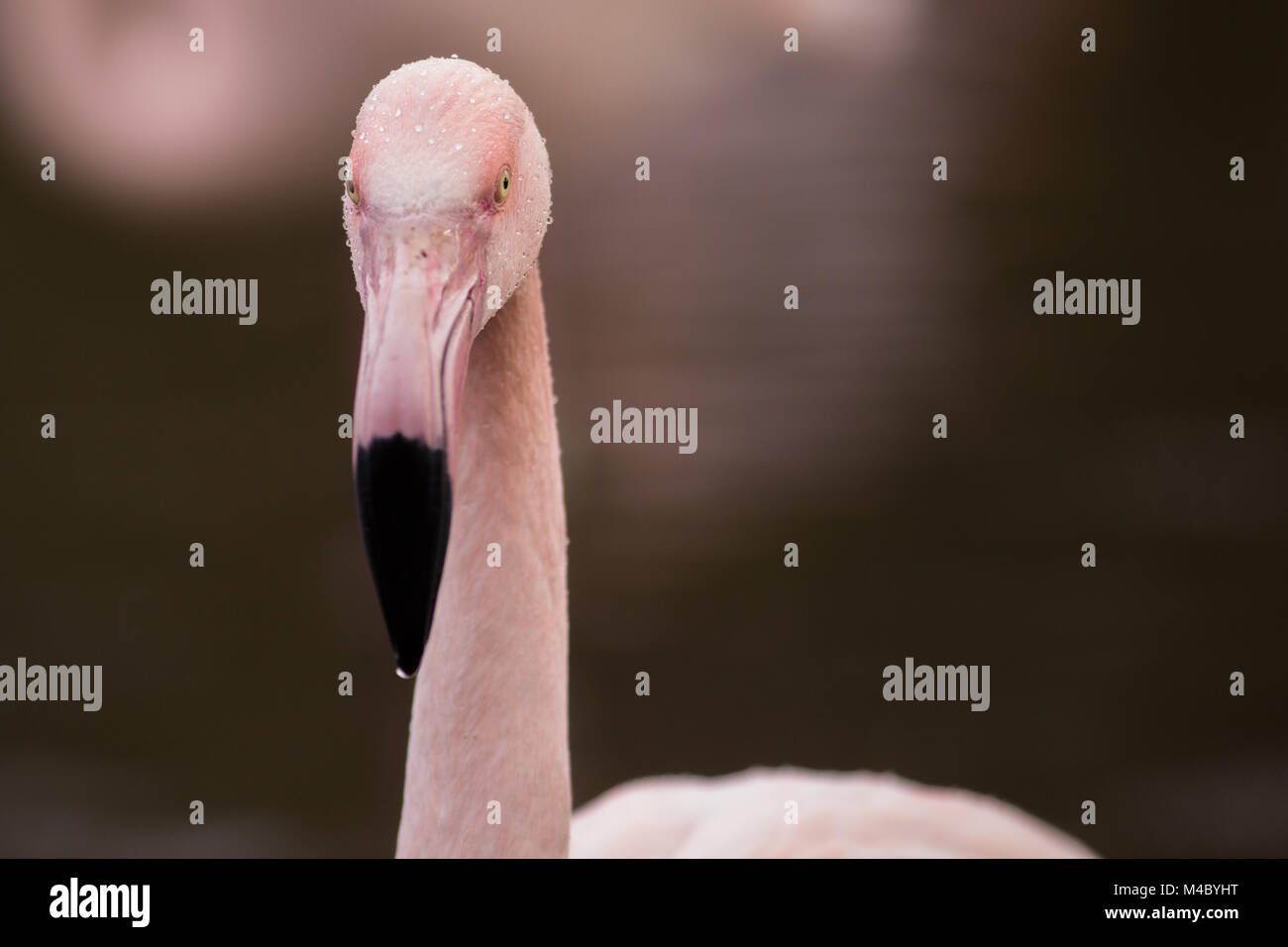 Pink Flamingos at Martin Mere Wildfowl & Wetlands Trust Stock Photo