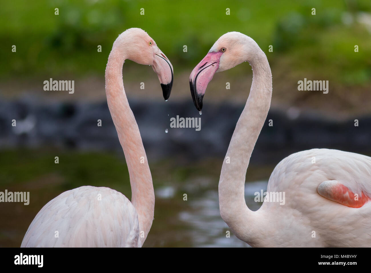 Pink Flamingos at Martin Mere Wildfowl & Wetlands Trust Stock Photo