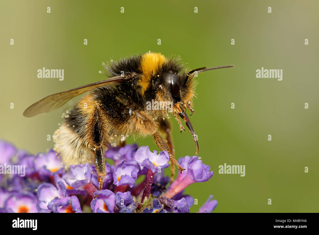 bumble bee lift off Stock Photo