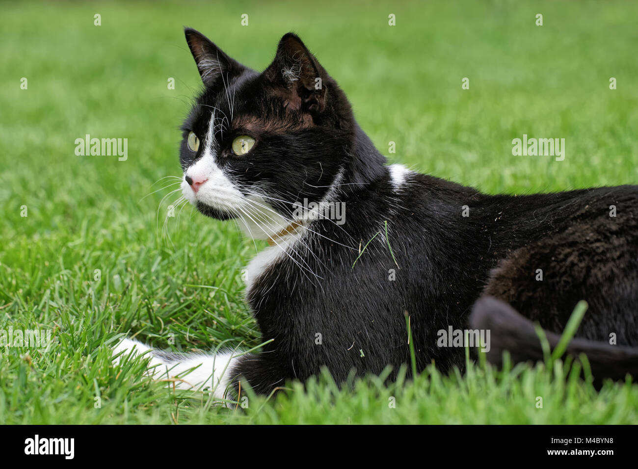 young cat in the grass Stock Photo