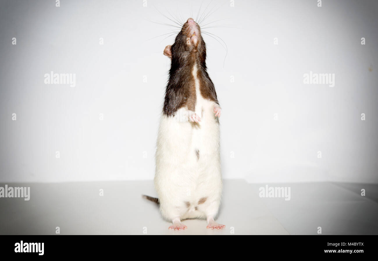 rat Stock Photo
