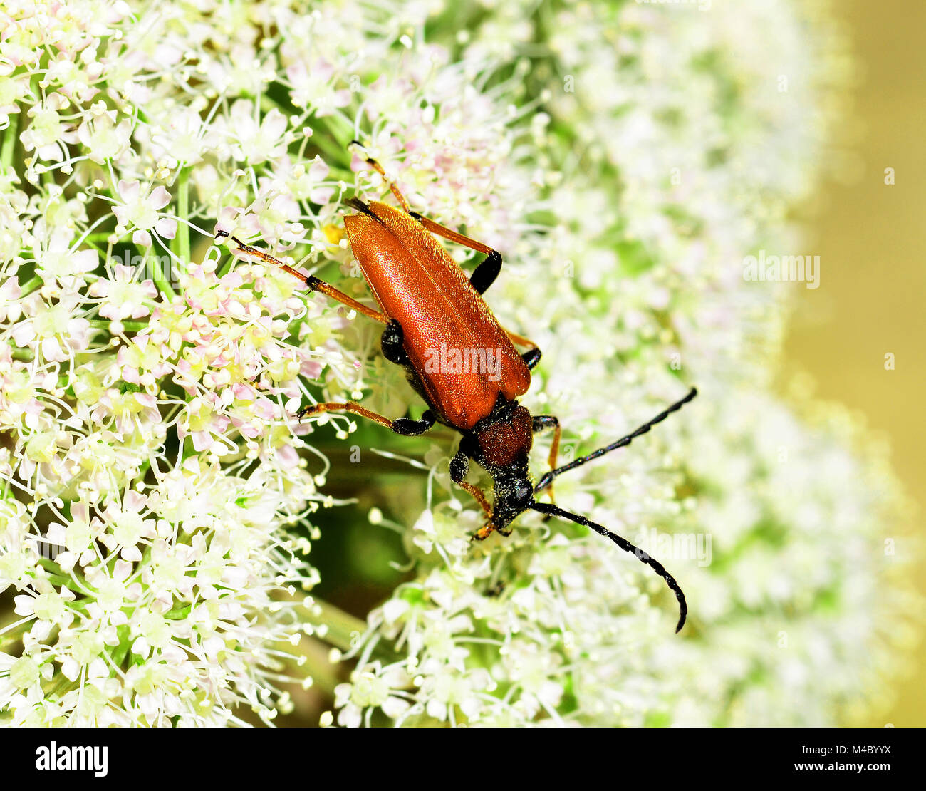 beetle, red longhorn beetle, red-brown longhorn beetle, Stock Photo