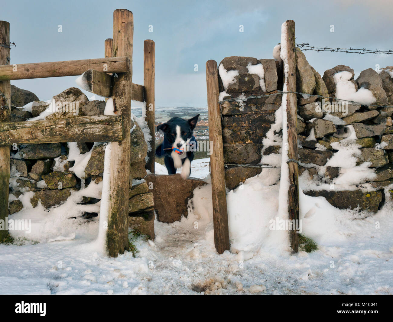 Border collie (useful) dog playing fetch the ball in the snow near Solomon's Temple also called Grinlow Tower the Victorian Fortified hill marker abov Stock Photo