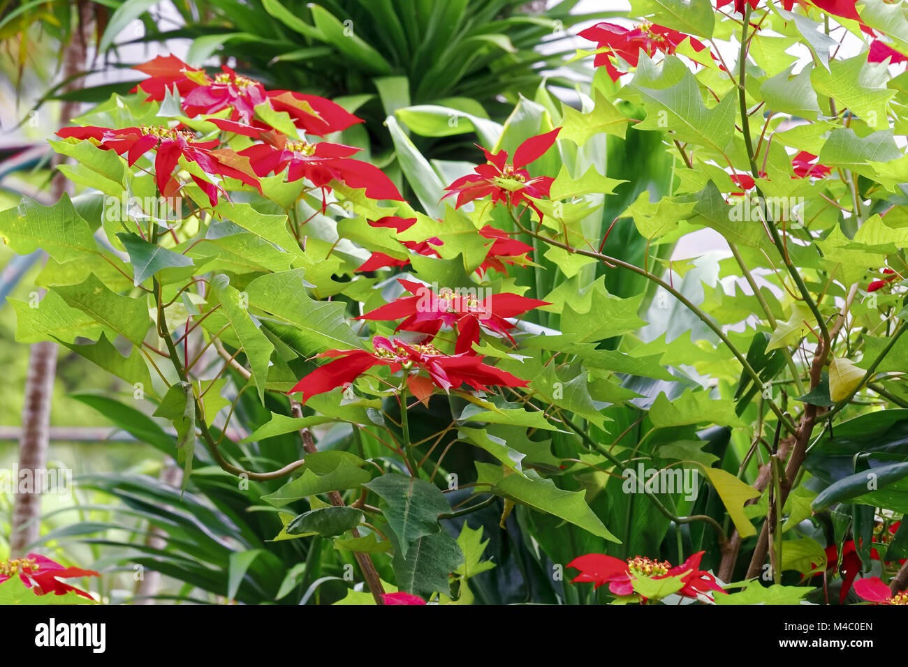 Christmas poinsettia, Euphorbia pulcherrima - South America Stock Photo