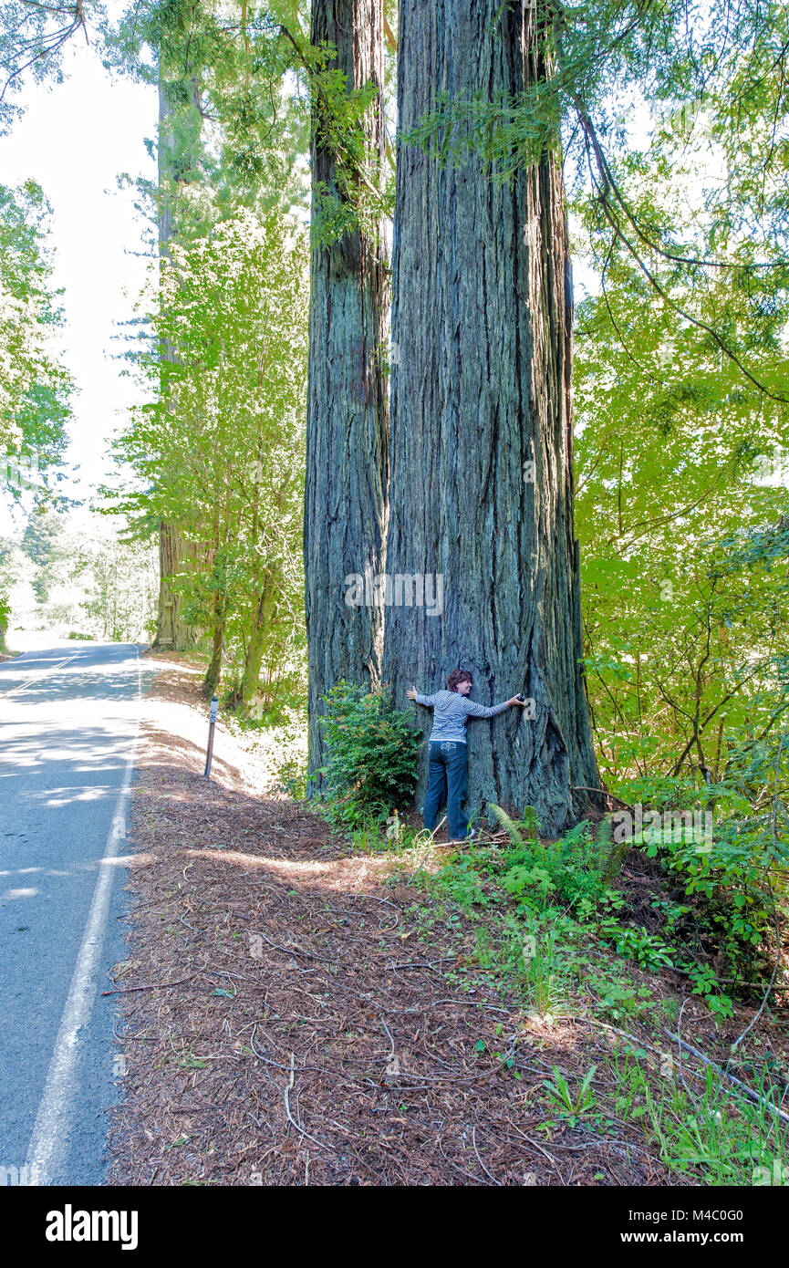a mature woman standing among the towering sequoias in Northern California Stock Photo