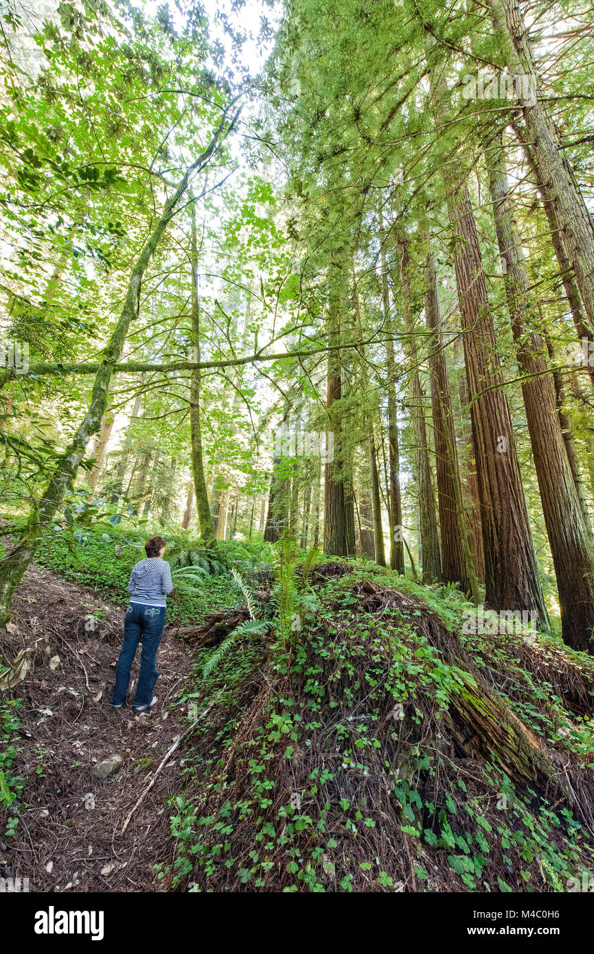 a mature woman standing among the towering sequoias in Northern California Stock Photo
