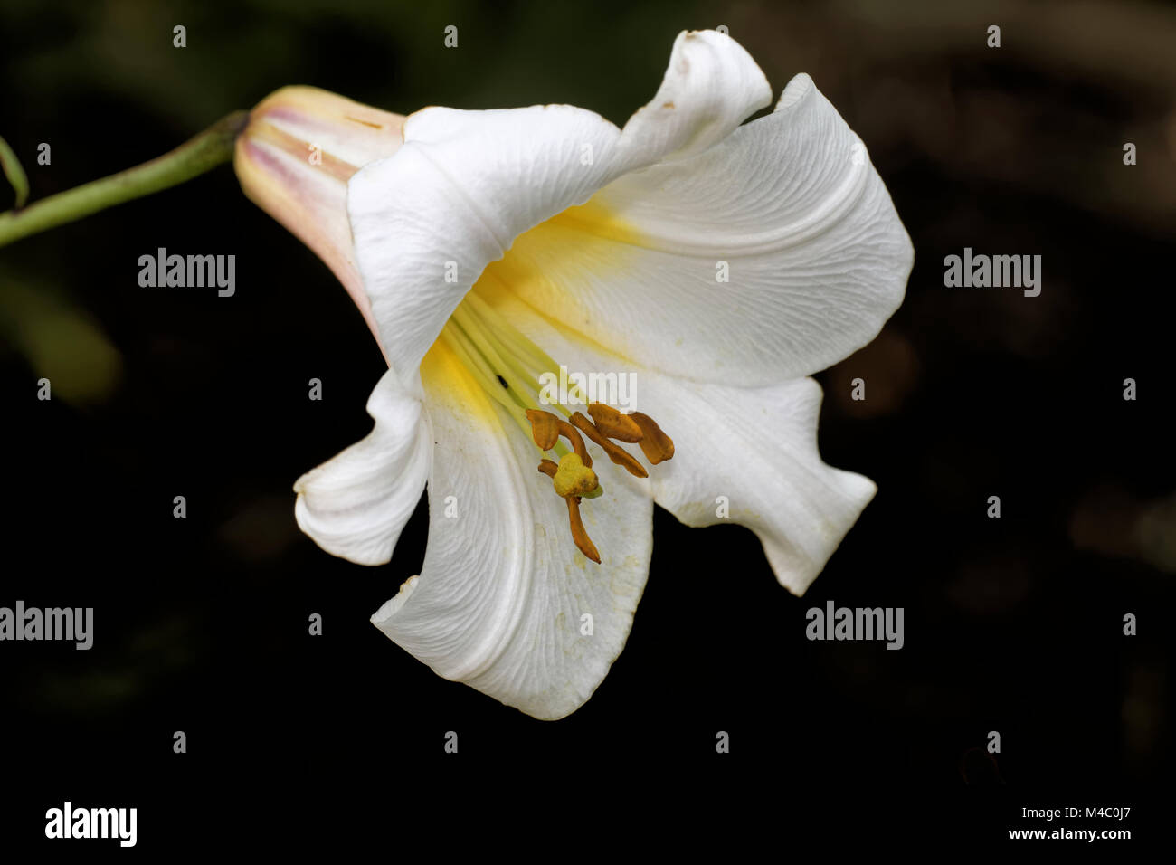 regal lily Stock Photo