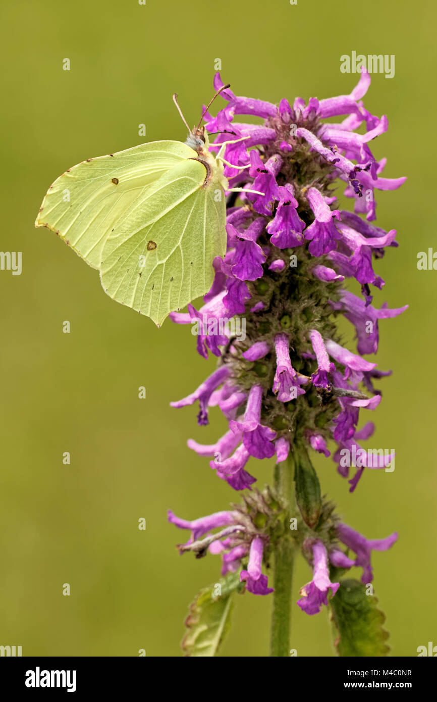 common hedgenettle with brimstone butterfly Stock Photo