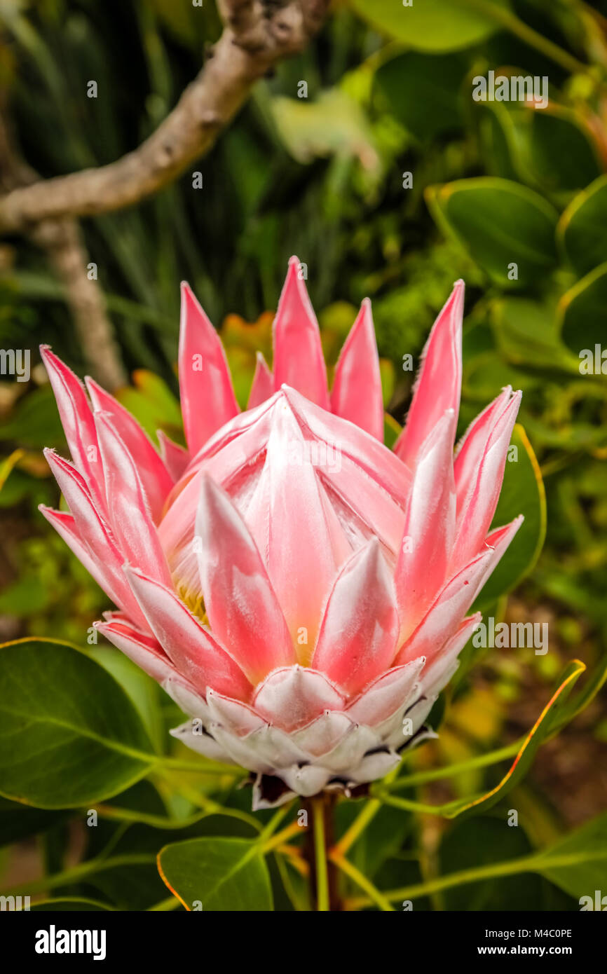 King Protea flower Stock Photo Alamy