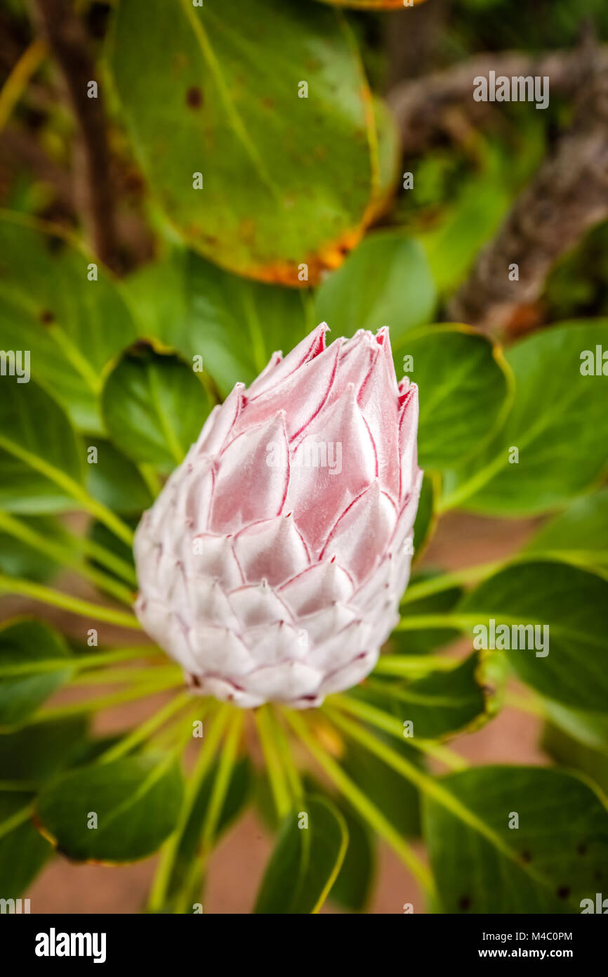 King Protea flower Stock Photo Alamy