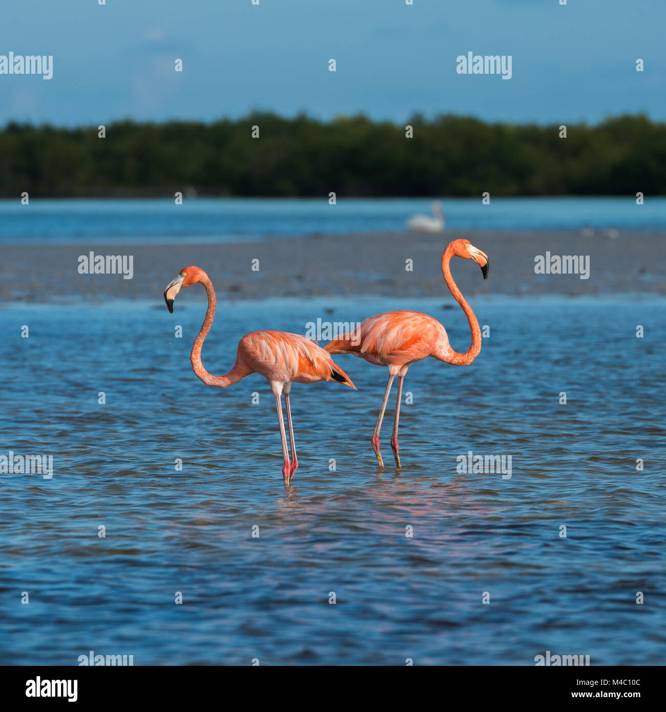Flamingoes at Rio Lagartos Biosphere Reserve, Yucatan, Mexico Stock Photo