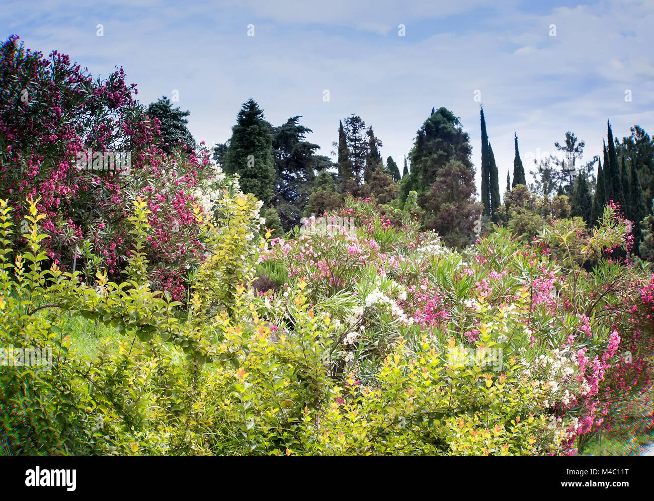 In the arboretum the flowering bushes of oleander. Stock Photo