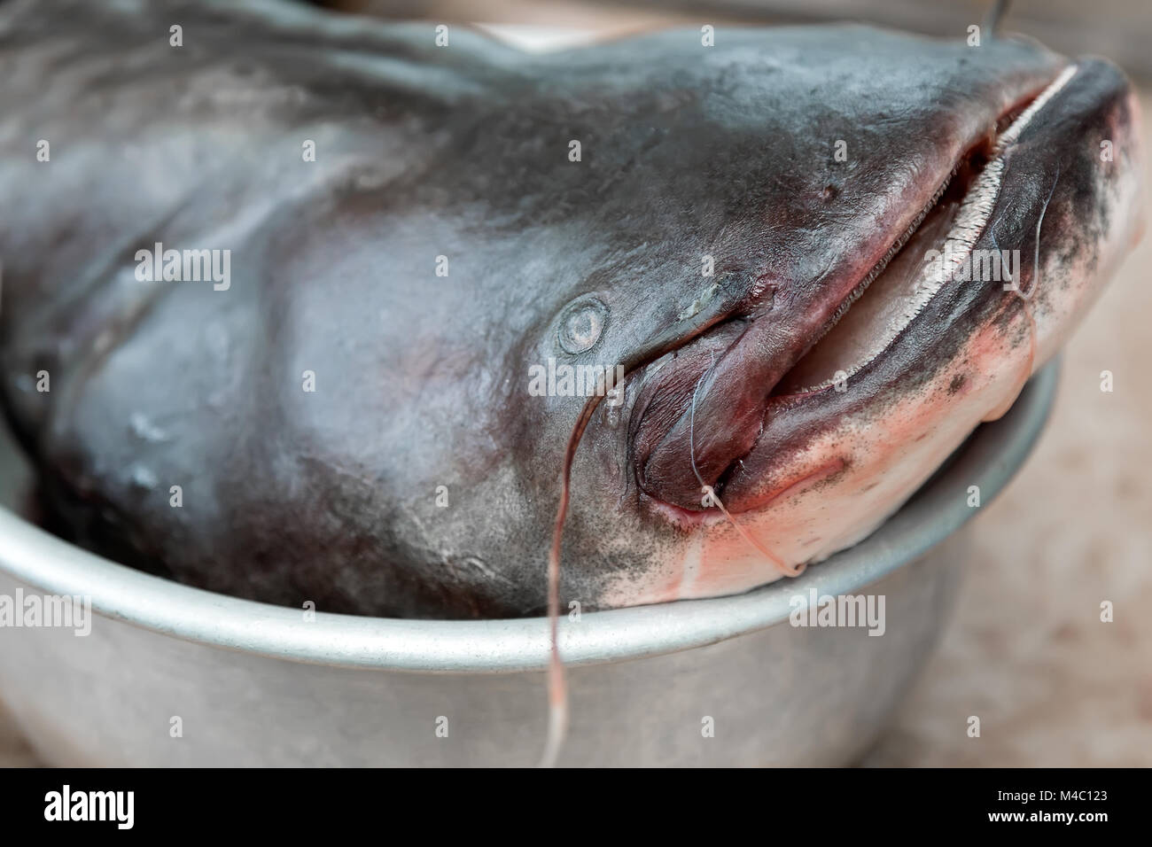 The head of the big fish - catfish. Stock Photo