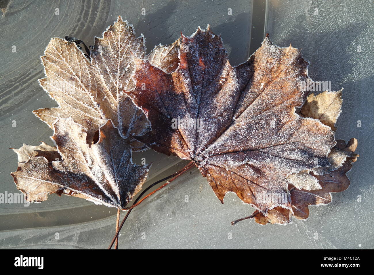Leaf on ice Stock Photo - Alamy