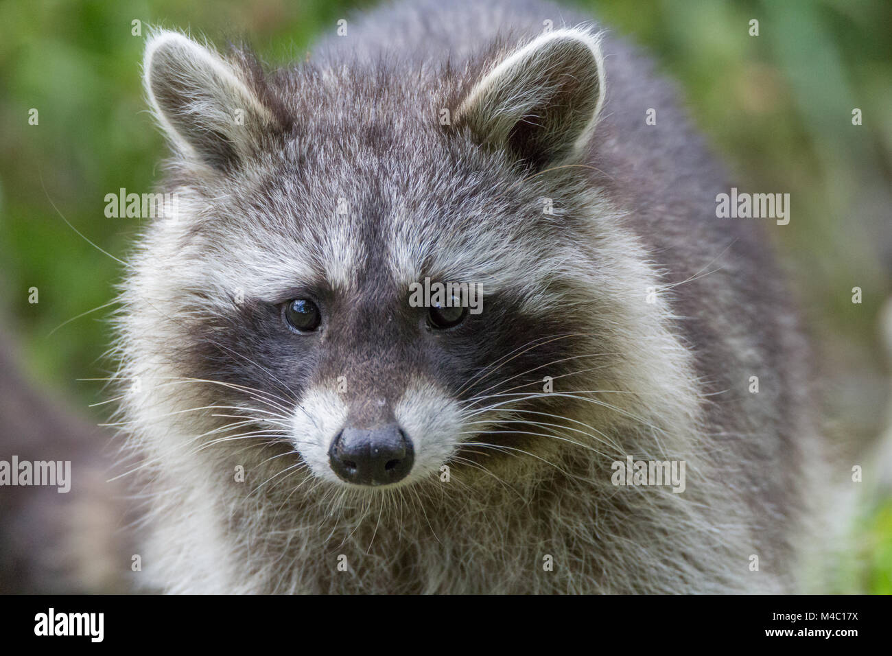 Baby racoon hi-res stock photography and images - Alamy