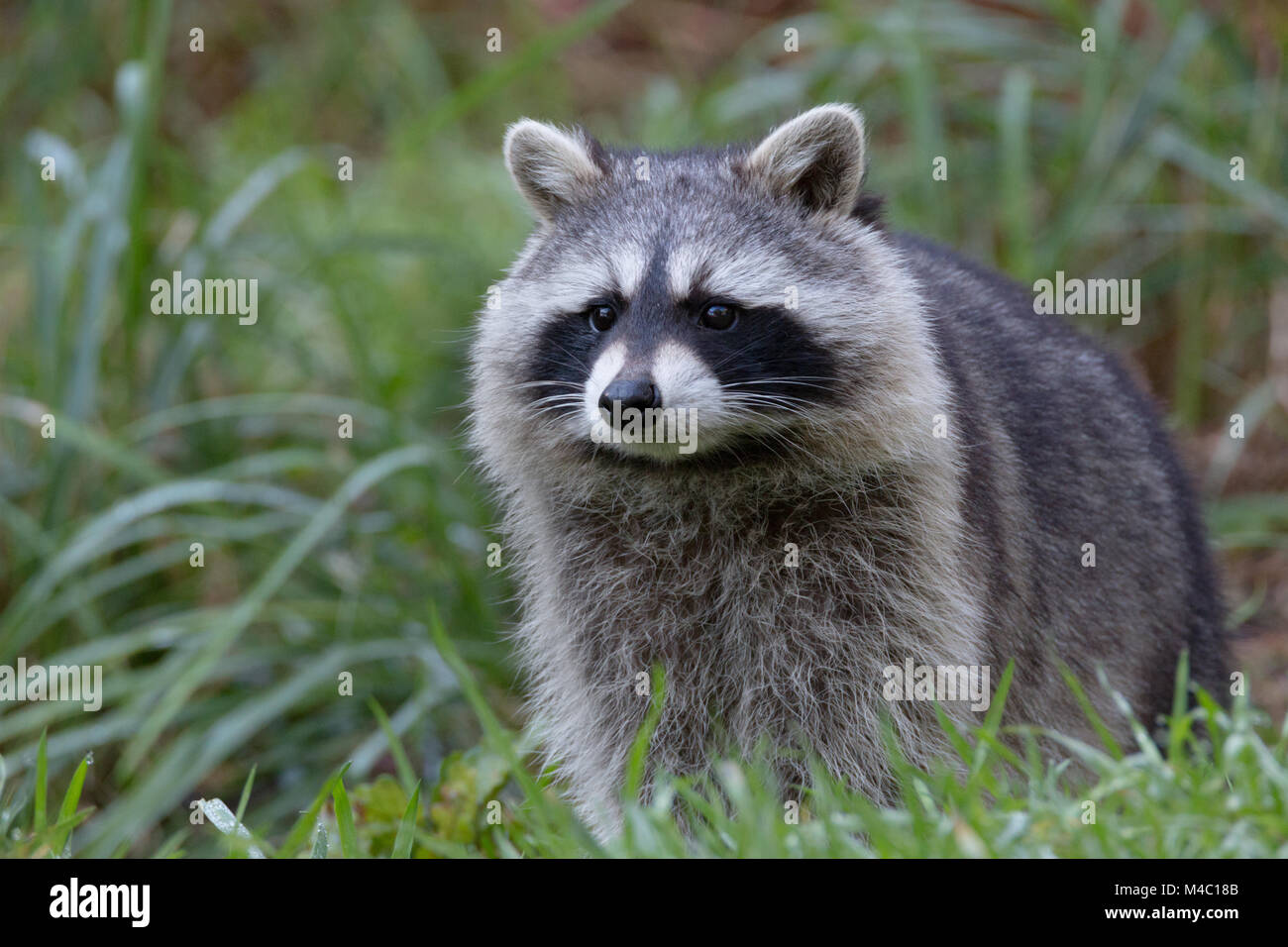 Racoon Face Stock Photos &amp; Racoon Face Stock Images Alamy