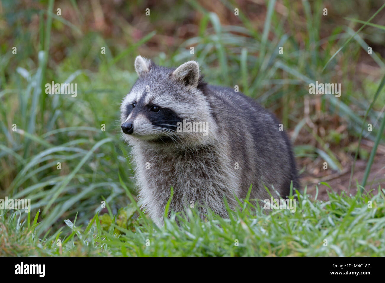 Head baby racoon hi-res stock photography and images - Alamy