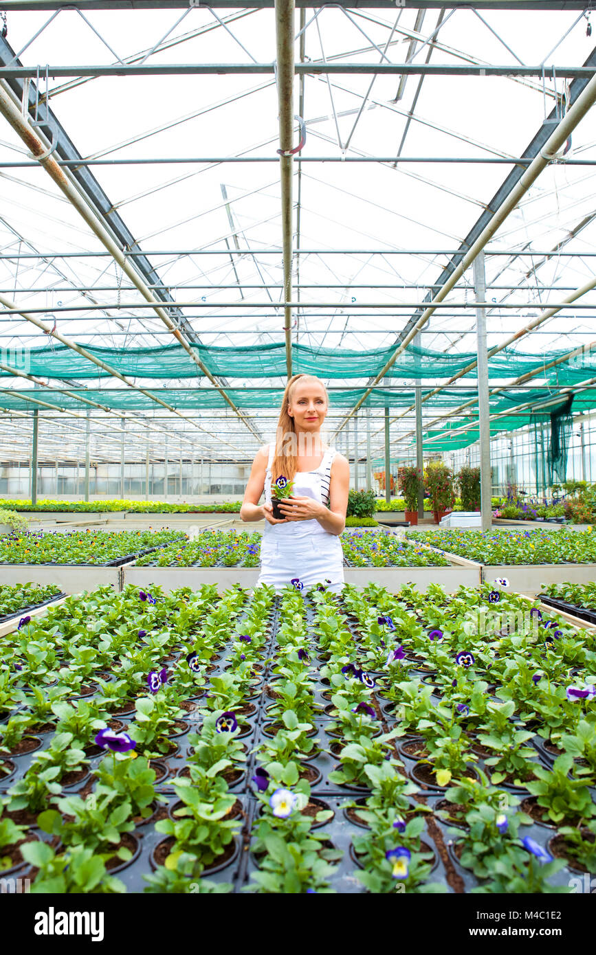 Young gardener working in a large greenhouse nursery Stock Photo - Alamy