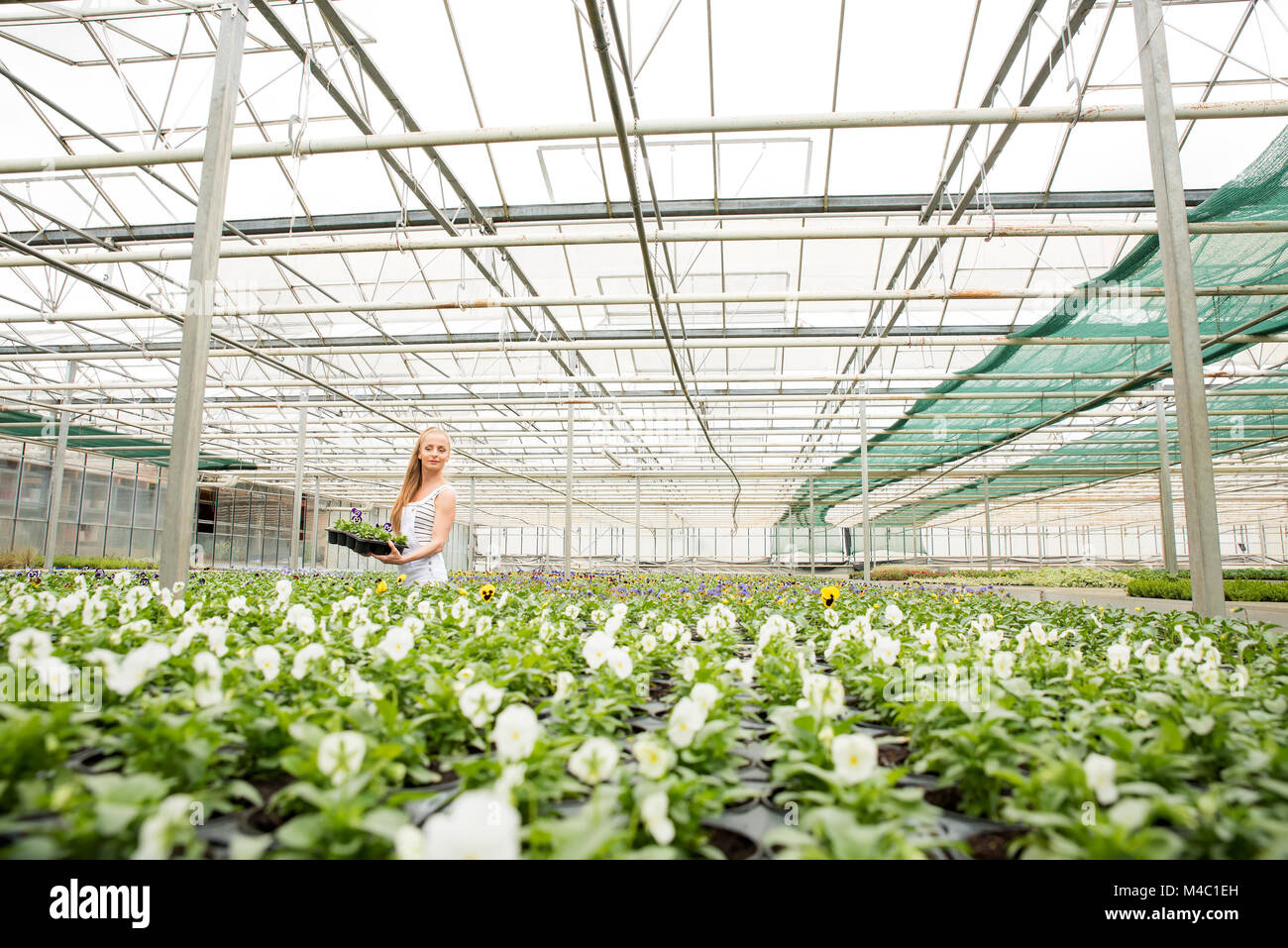 Young gardener working in a large greenhouse nursery Stock Photo - Alamy