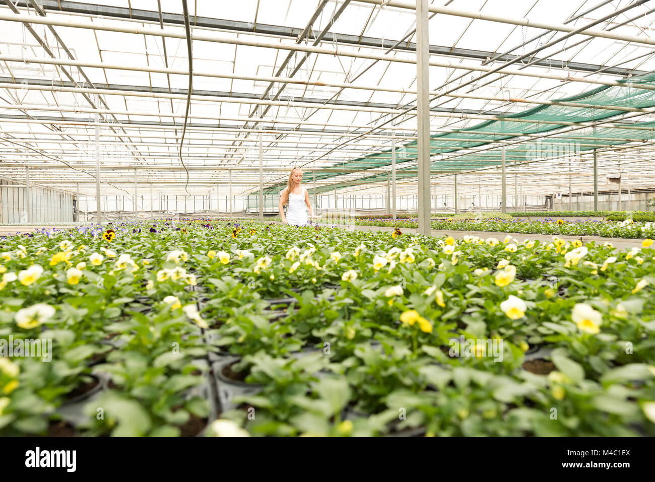 Young gardener working in a large greenhouse nursery Stock Photo