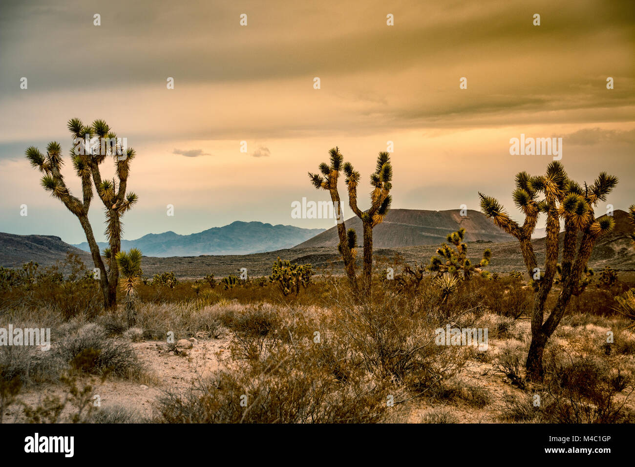 Joshua Trees with hills in the background in the USA Stock Photo
