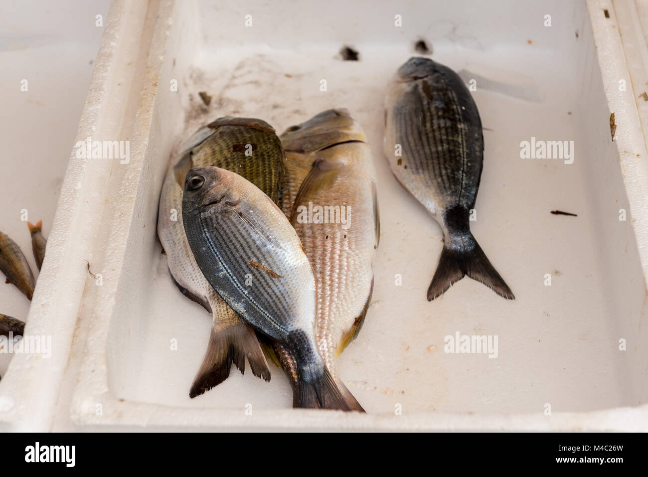 Fresh fish on sale on seaside promenade. Zakynthos island, Greece Stock