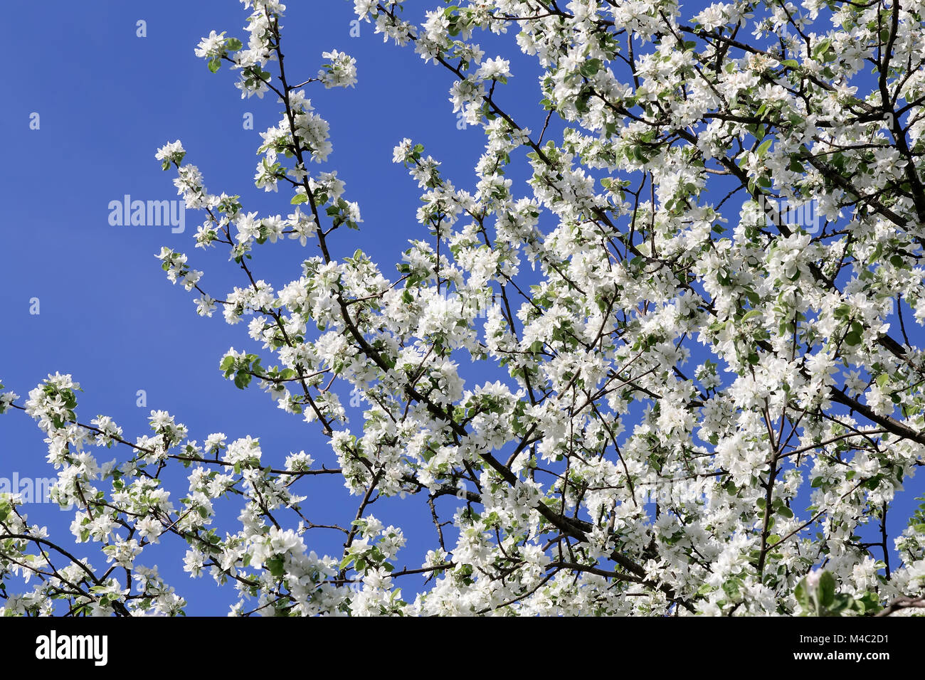 A branch of Apple blossoms against the blue sky Stock Photo - Alamy