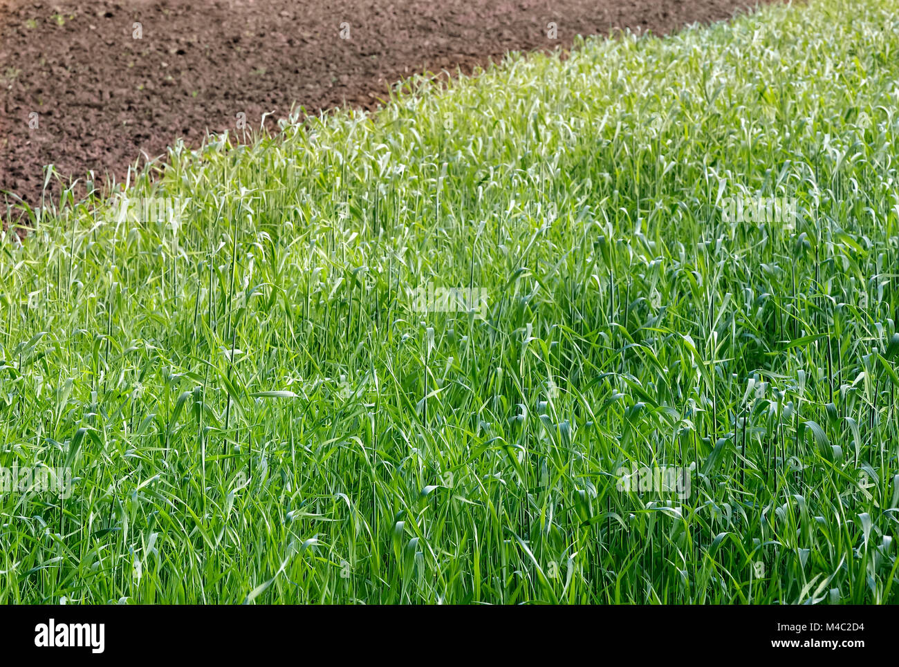 Shoots young winter wheat hi-res stock photography and images - Alamy