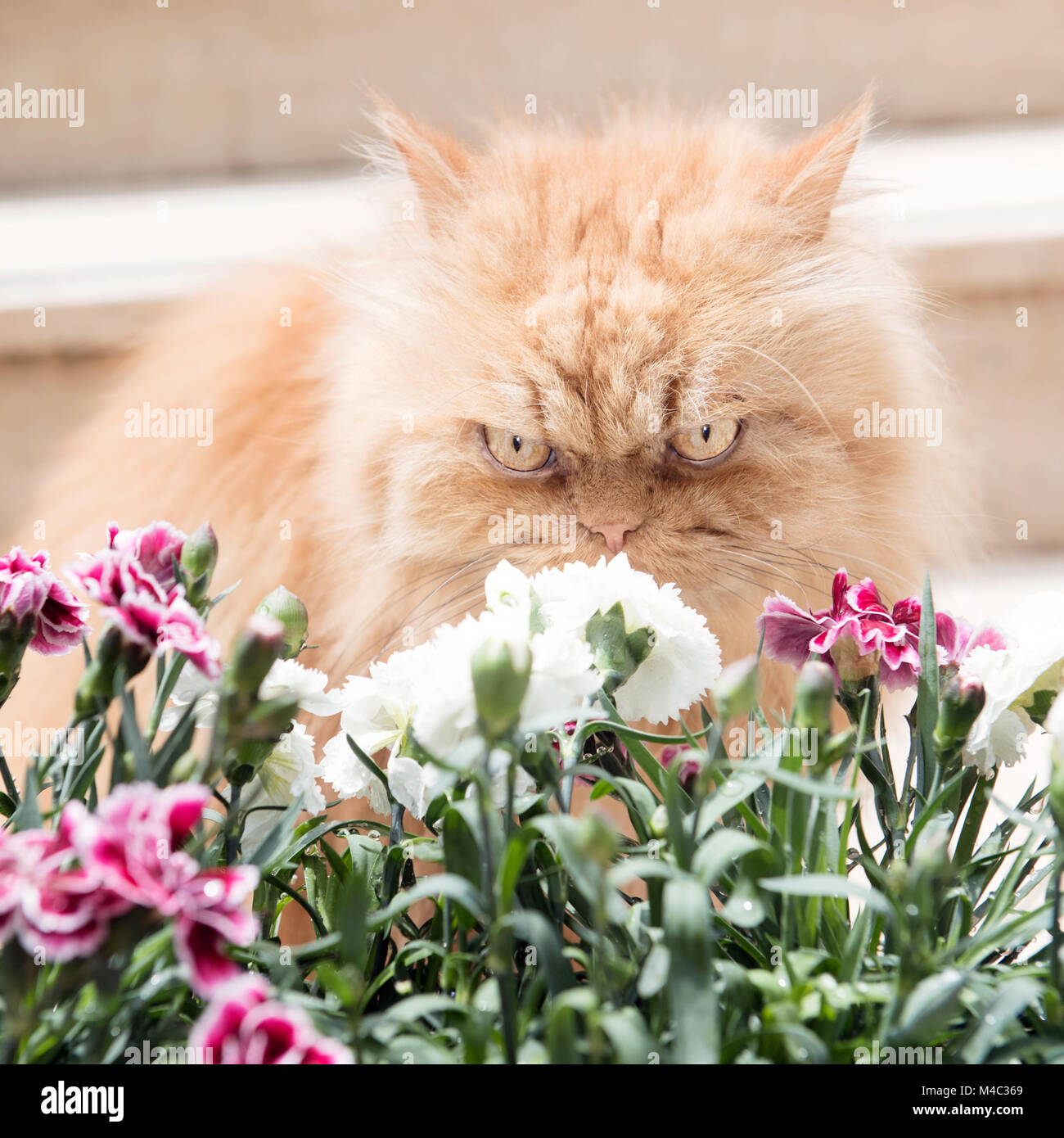 Orange Persian cats with spring flowers Stock Photo