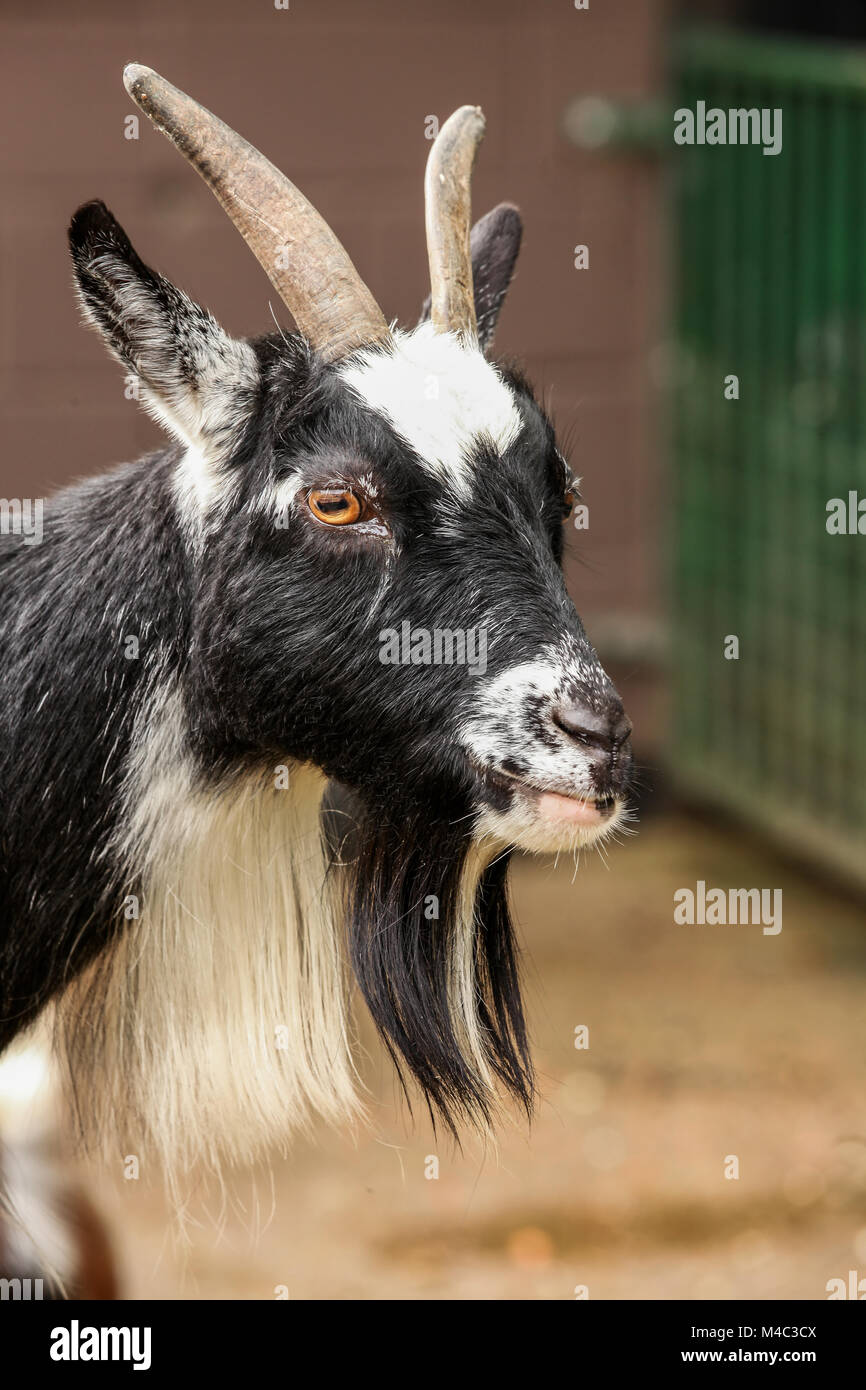 Black and white goat Stock Photo Alamy