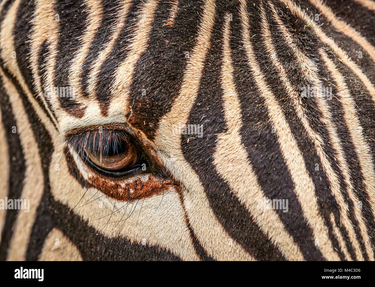 Zebra eye hires stock photography and images Alamy
