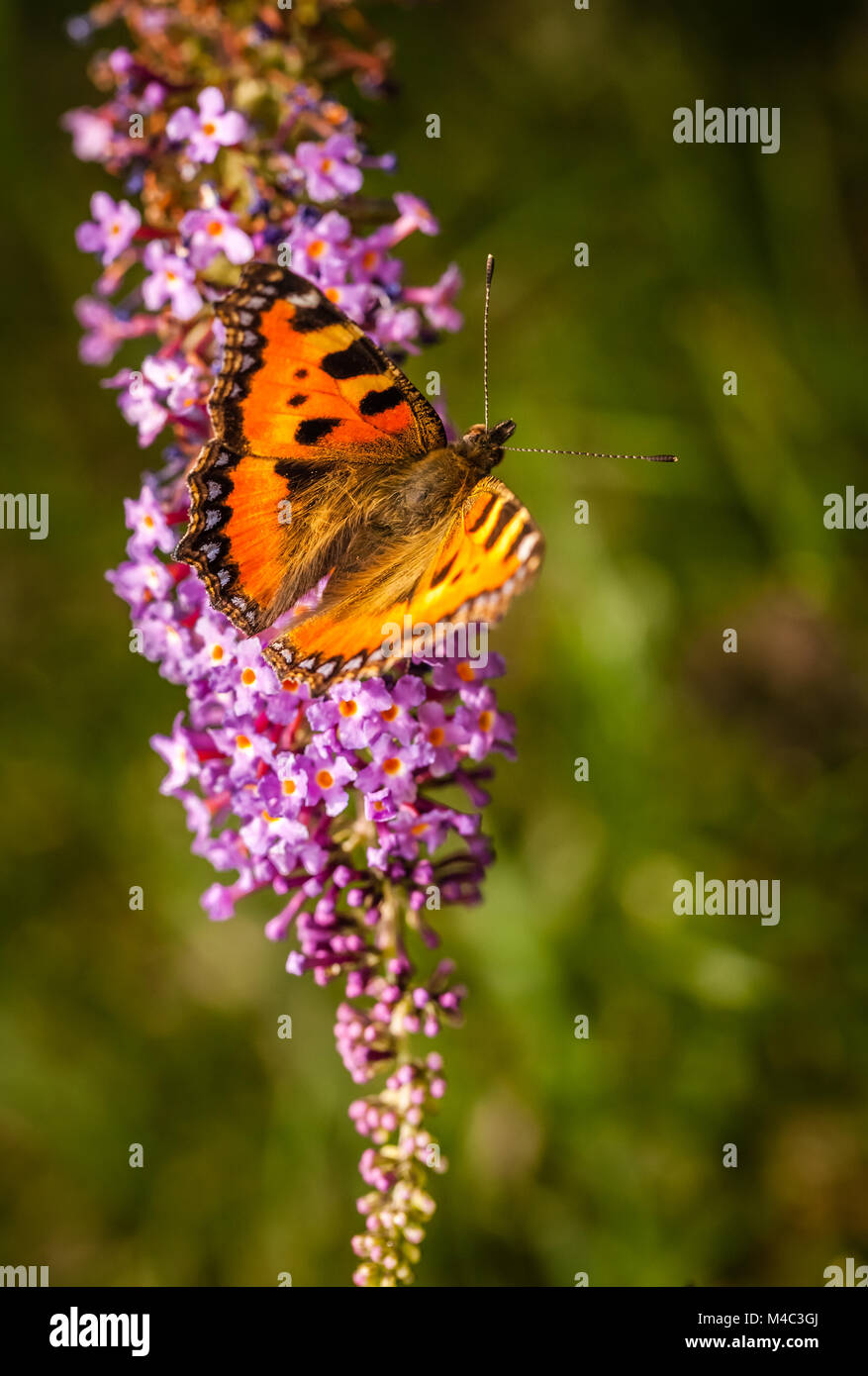 Beautiful Peacock Butterfly Stock Photo - Alamy