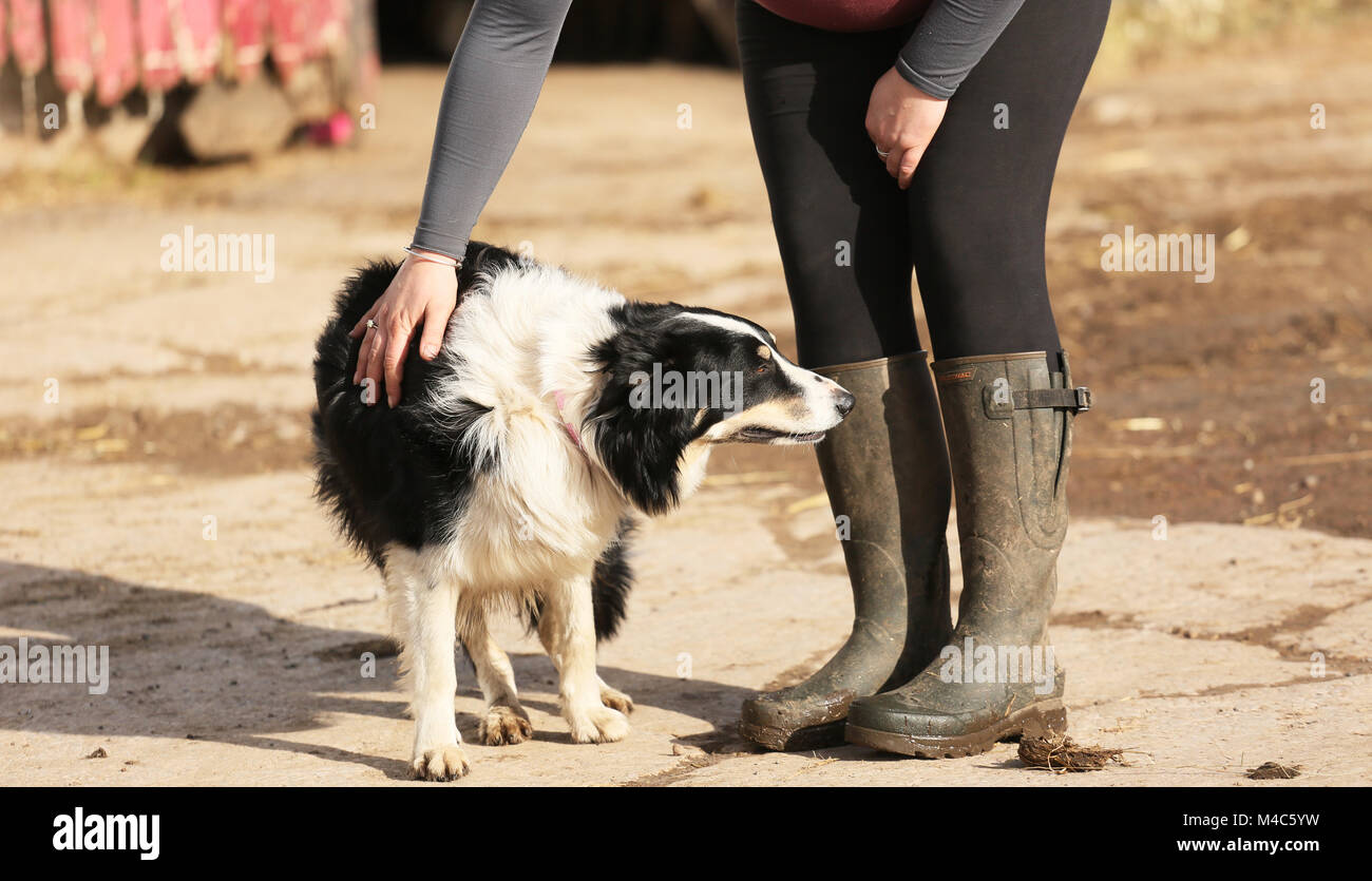 brett-collie-hi-res-stock-photography-and-images-alamy
