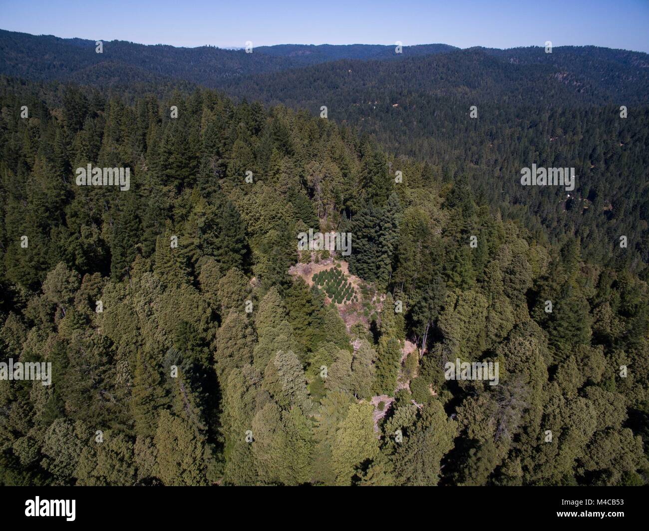 California marijuana farm hires stock photography and images Alamy