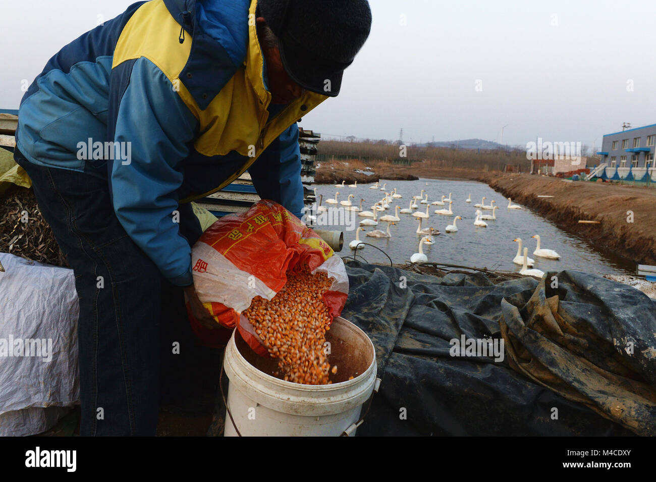 (180216) -- JINAN, Feb. 16, 2018 (Xinhua) -- Yuan Xueshun prepares food for swans at home in Chengshan Town of Rongcheng City, east China's Shandong Province, Feb. 14, 2018. Yuan Xueshun, dubbed as 'swan guard,' has devoted himeself to the protection of swans for over 40 years. He has rescued more than 1,000 sick or wounded swans and succeeded in preventing more than 1,000 mu (66.67 hectares) of wetland from being destroyed since 1975. Thanks to the efforts made by people like Yuan, the Swan Lake in Rongcheng has become an ideal habitat for swans in winter. (Xinhua/Feng Jie) (mp) Stock Photo