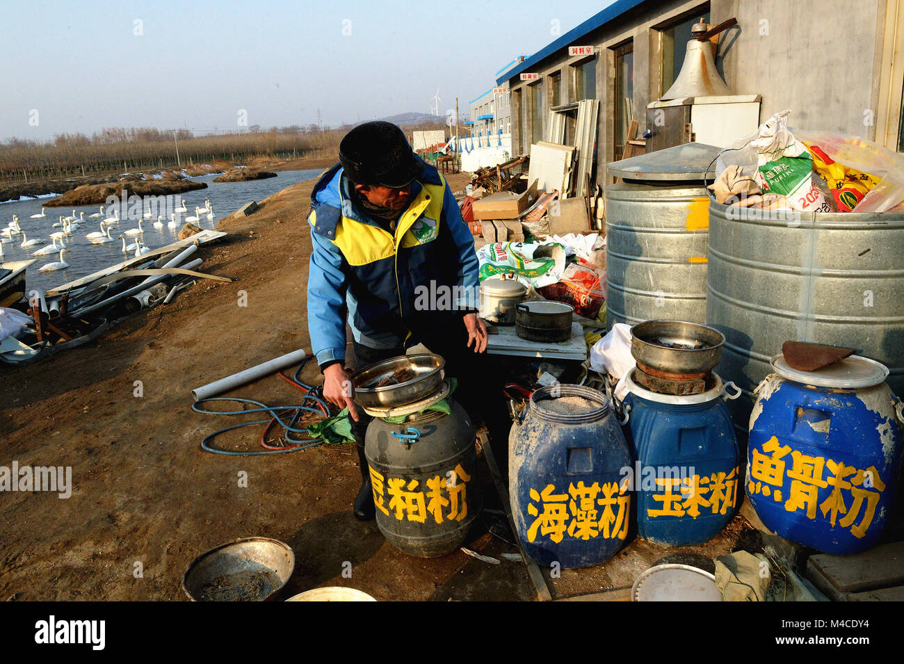 (180216) -- JINAN, Feb. 16, 2018 (Xinhua) -- Yuan Xueshun prepares food for swans in Chengshan Town of Rongcheng City, east China's Shandong Province, Feb. 14, 2018. Yuan Xueshun, dubbed as 'swan guard,' has devoted himeself to the protection of swans for over 40 years. He has rescued more than 1,000 sick or wounded swans and succeeded in preventing more than 1,000 mu (66.67 hectares) of wetland from being destroyed since 1975. Thanks to the efforts made by people like Yuan, the Swan Lake in Rongcheng has become an ideal habitat for swans in winter. (Xinhua/Feng Jie) (mp) Stock Photo