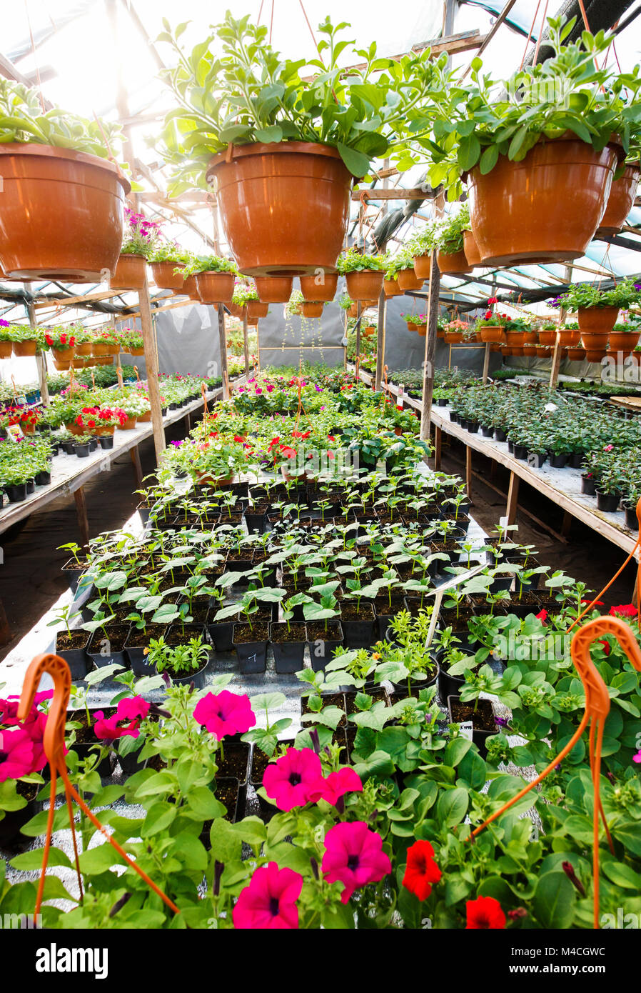 Flowers inside a garden center greenhouse, wide angle photo Stock Photo Alamy