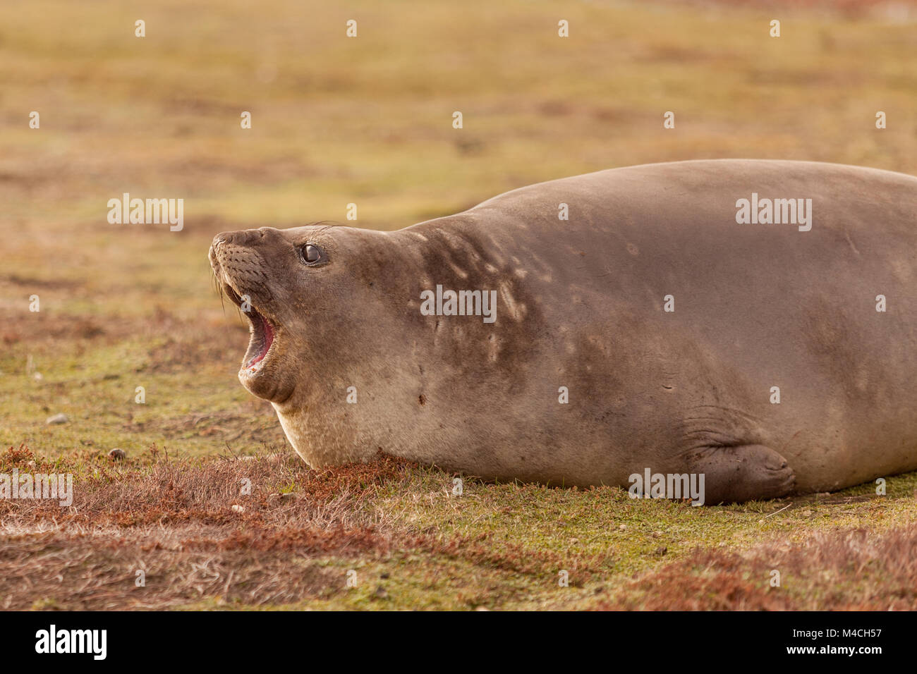 Pregnant Female Elephant Seal, Falkland Islands Stock Photo Alamy