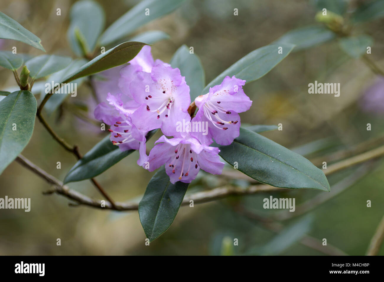 podocarpus Podocarpus for Sale