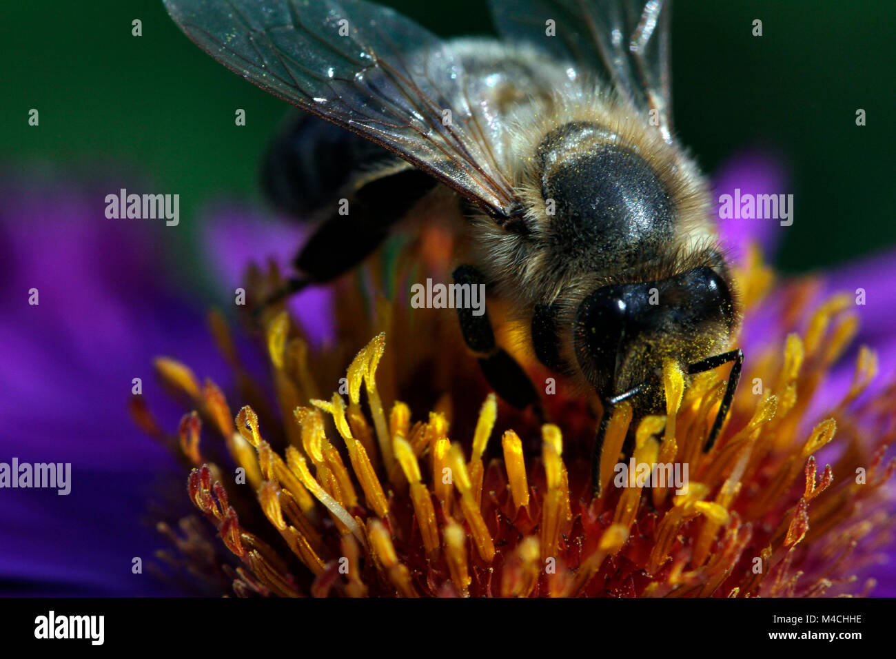 Bee on a New England Aster Stock Photo