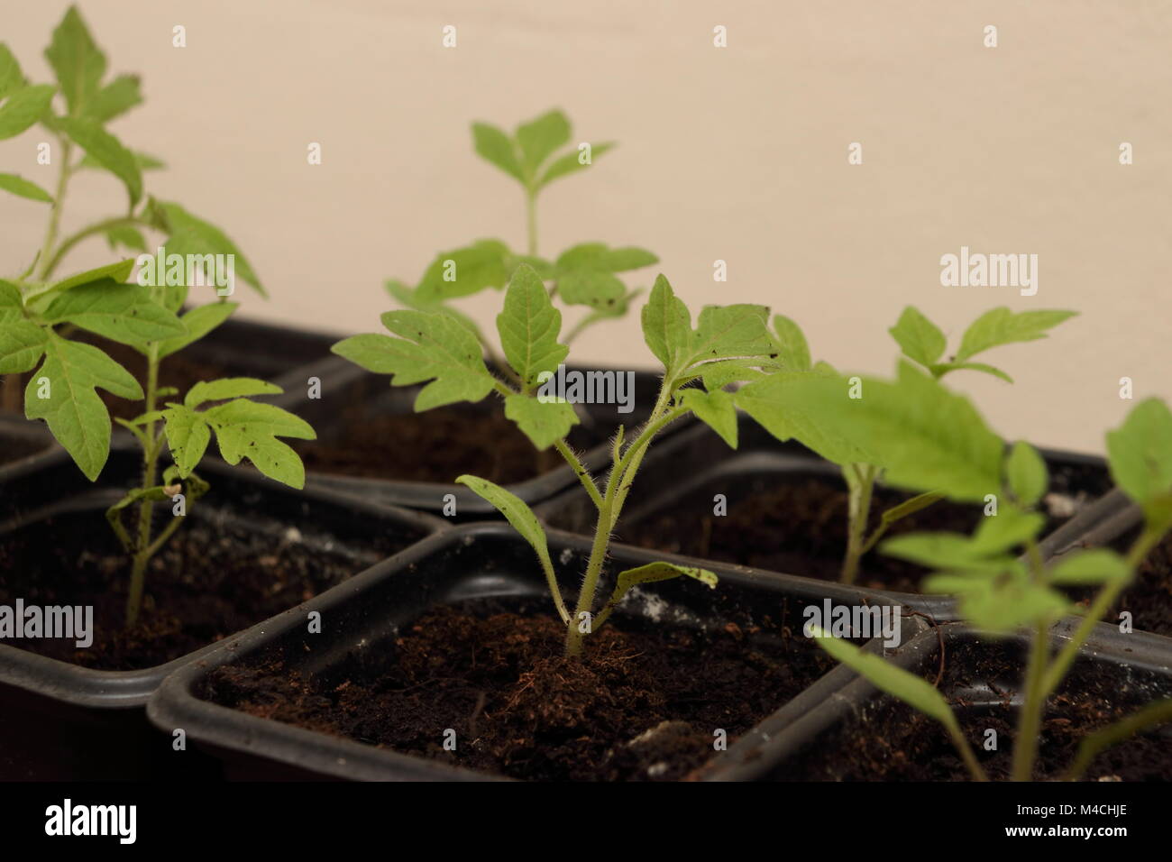 Black plastic garden pots hi-res stock photography and images - Alamy