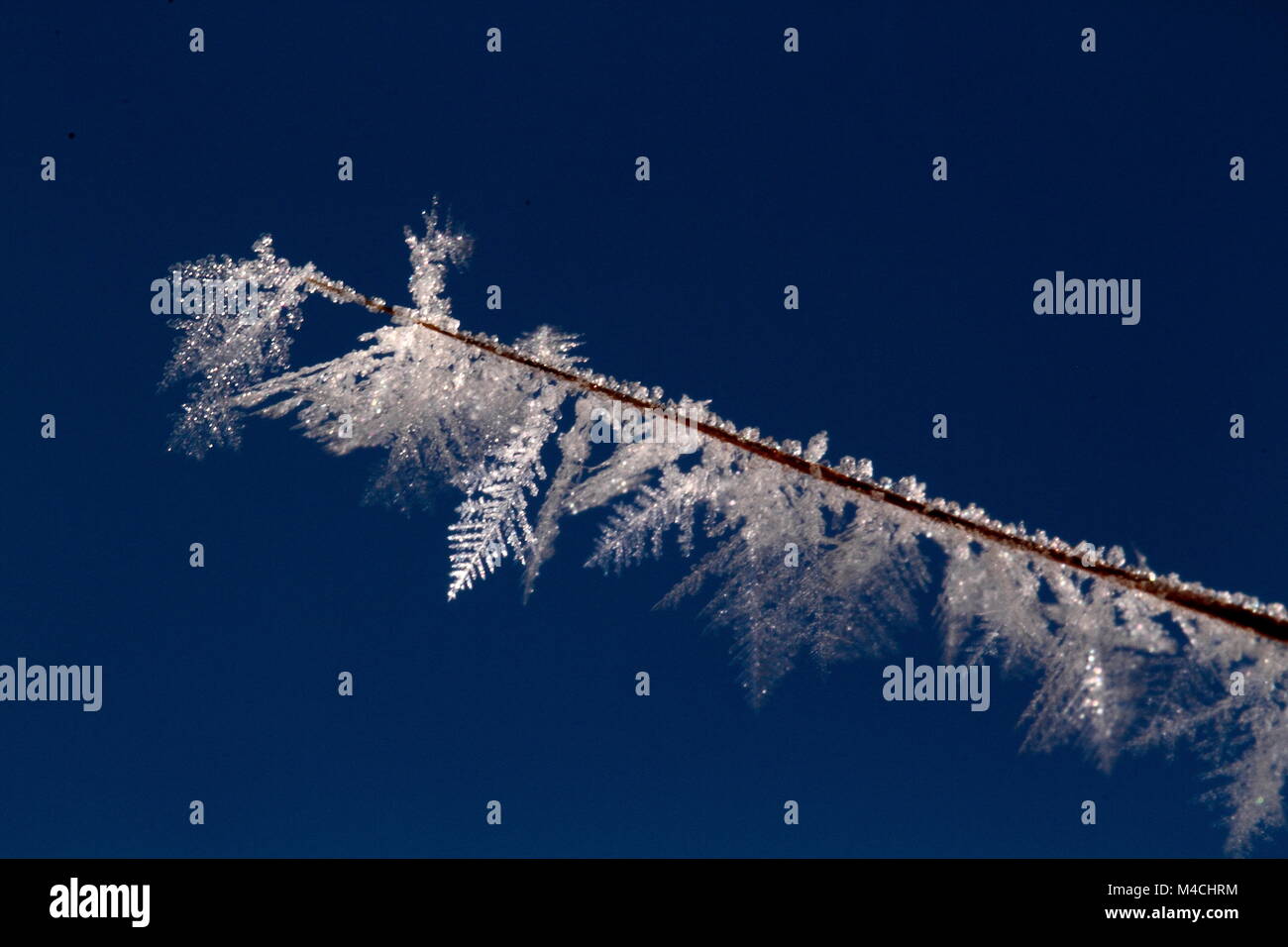 ice crystals on a branch Stock Photo