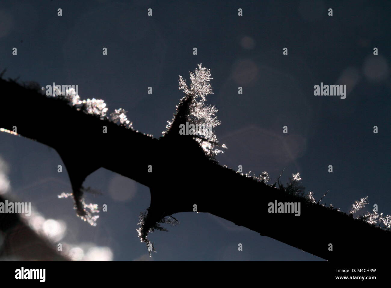 ice crystals on a branch Stock Photo