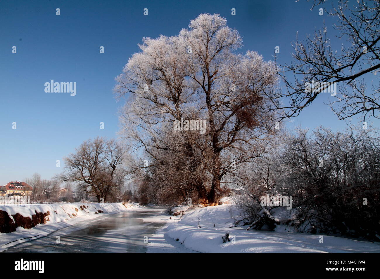 old willow tree with frosty rime Stock Photo
