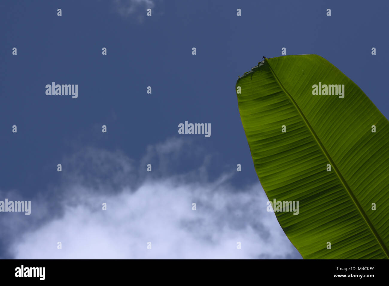 fresh green banana leaf blue cloudy sky Stock Photo - Alamy